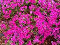Neon Pink Phlox / Phlox 